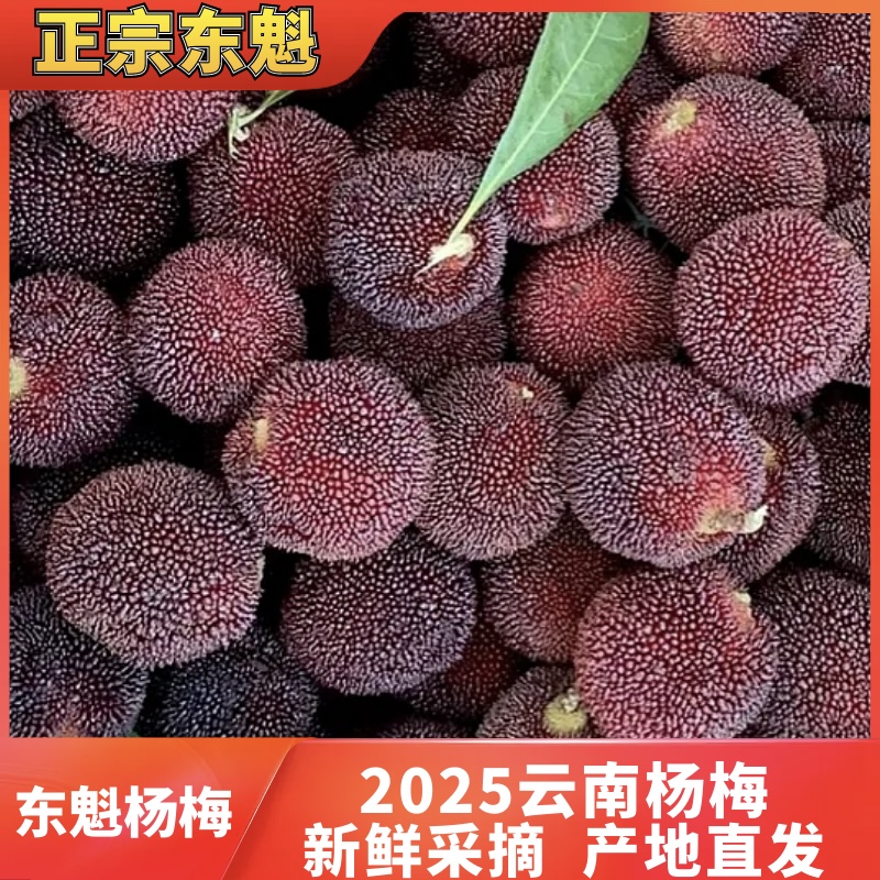 【冷链包邮】东魁精品杨梅云南高山酸甜可口孕妈妈泡酒产地直发好吃