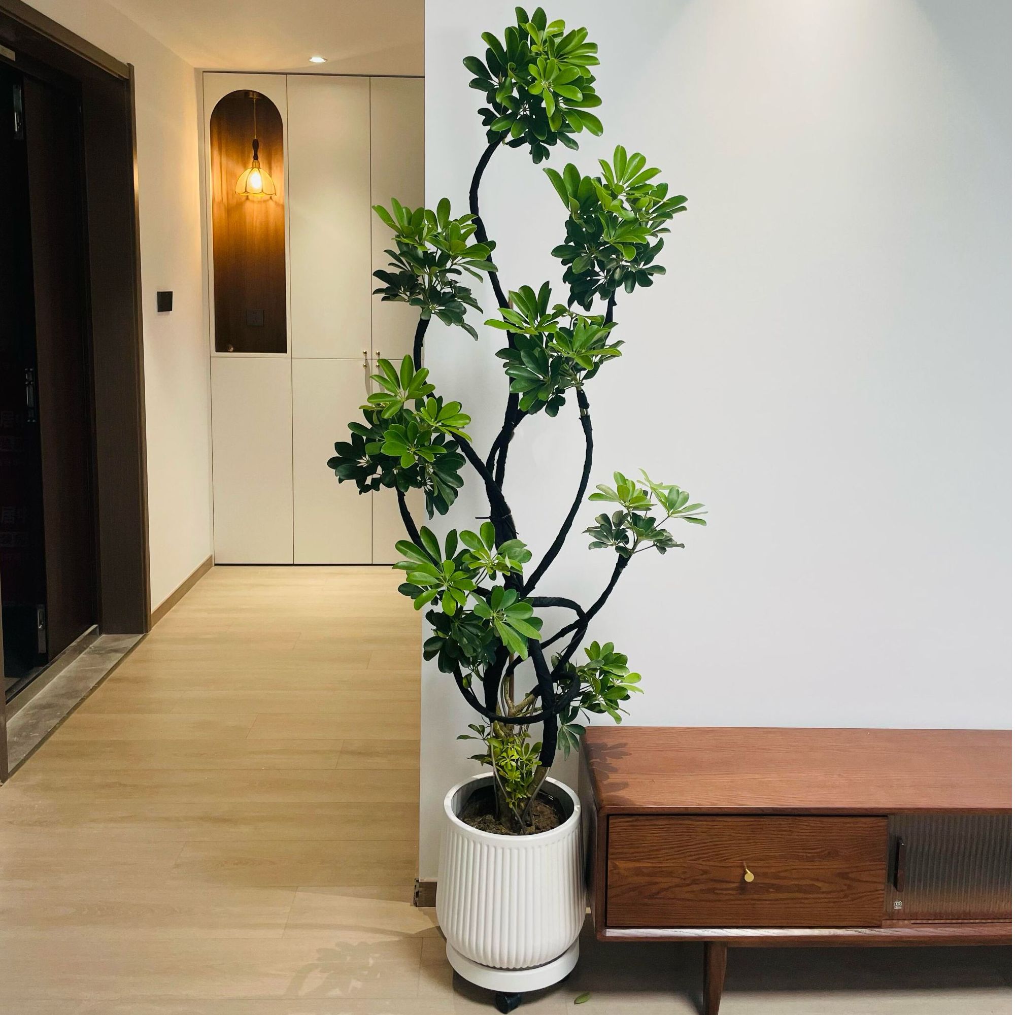 鸭脚木客厅大盆栽老桩造型鸭掌木大型室内落地真绿植物八方来财树