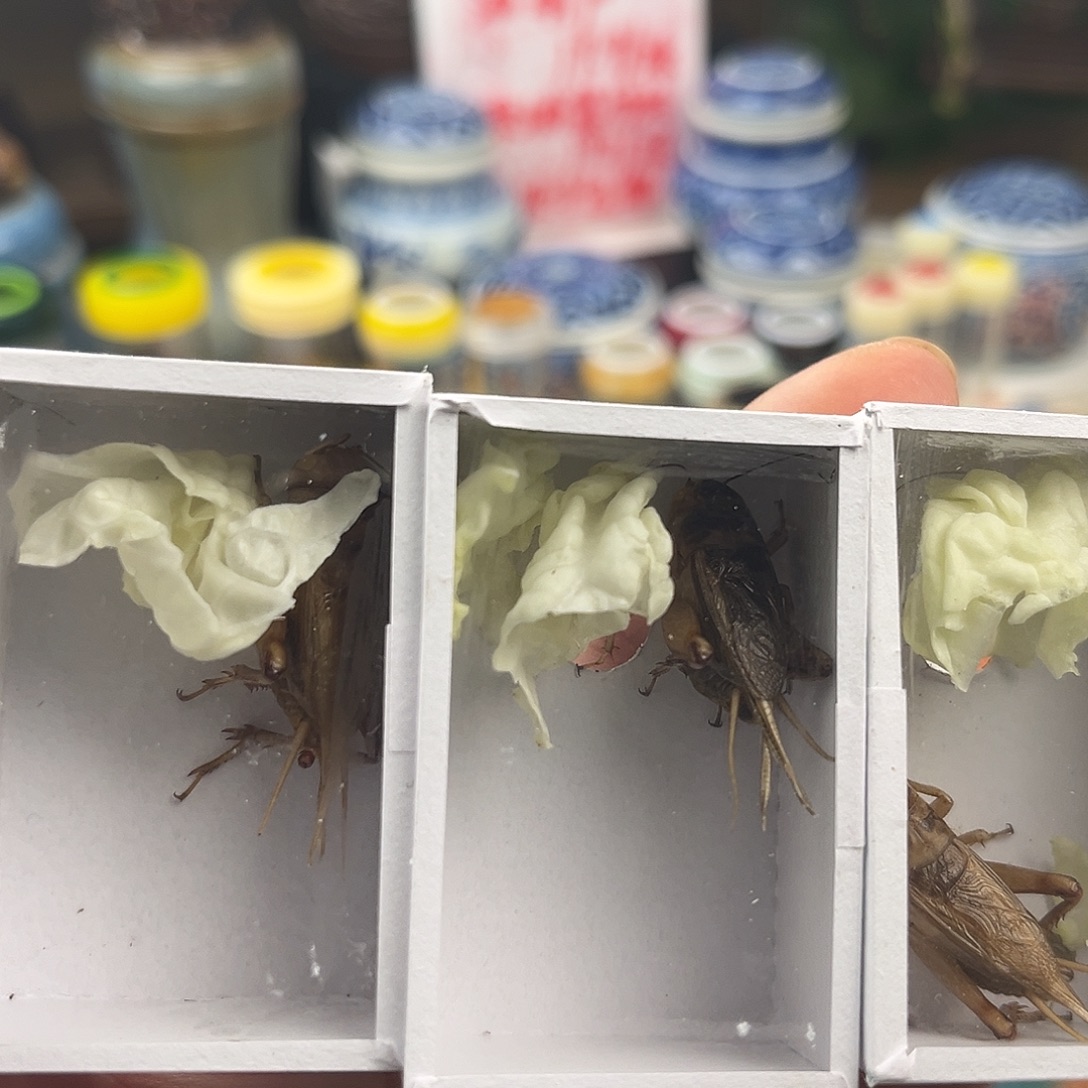 三条断须油葫芦拍拍拍