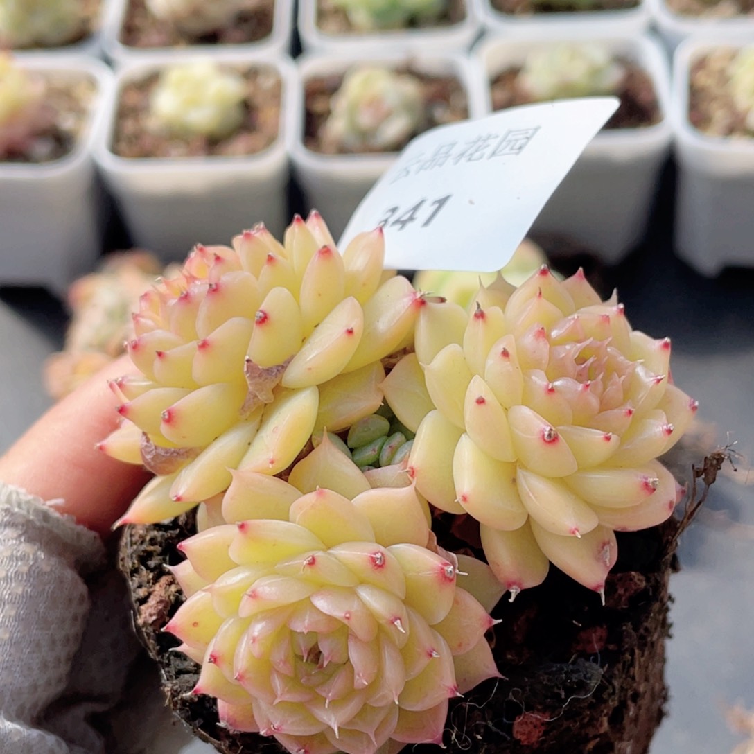 341号糖心冰心珍妮 不包整