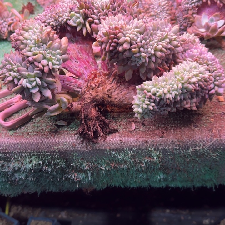 梅***舞星影树缀无砍多肉