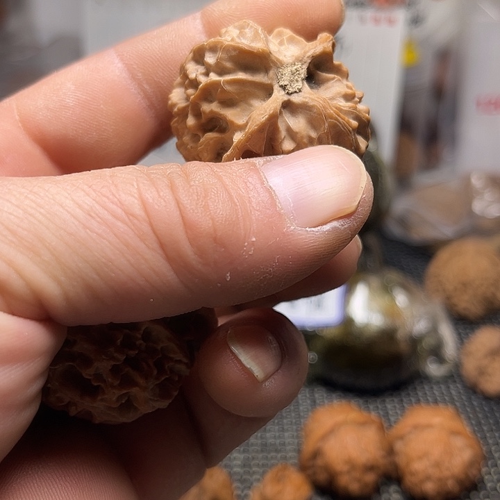 文玩核桃山地果老树