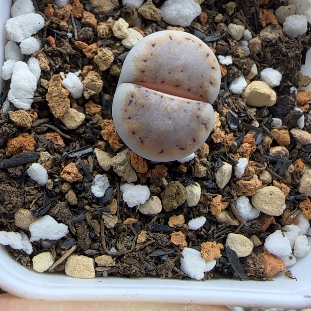 004金边霜面饼干清框福利30包邮