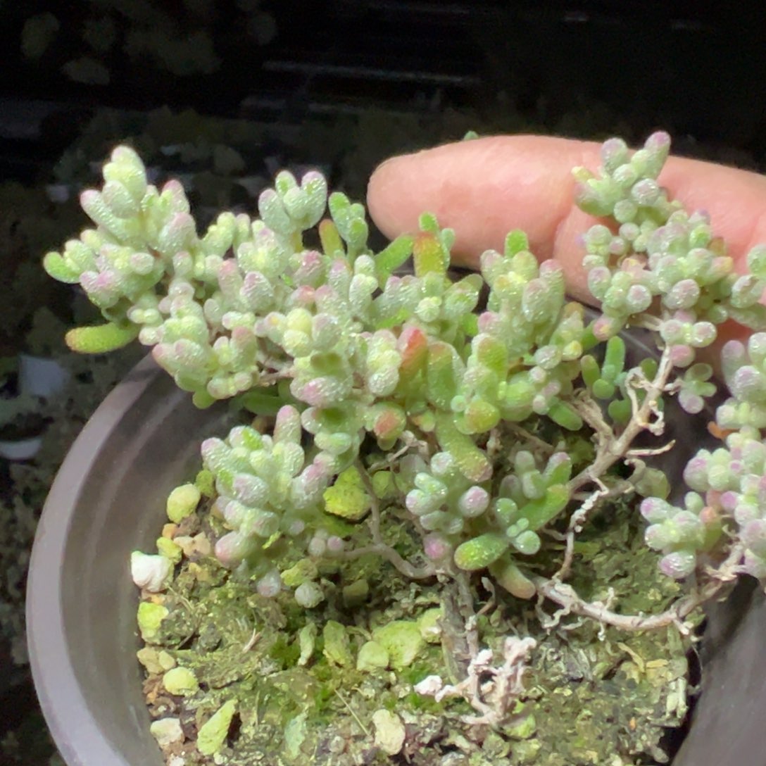 冰糖阴阳锦密90杯老桩