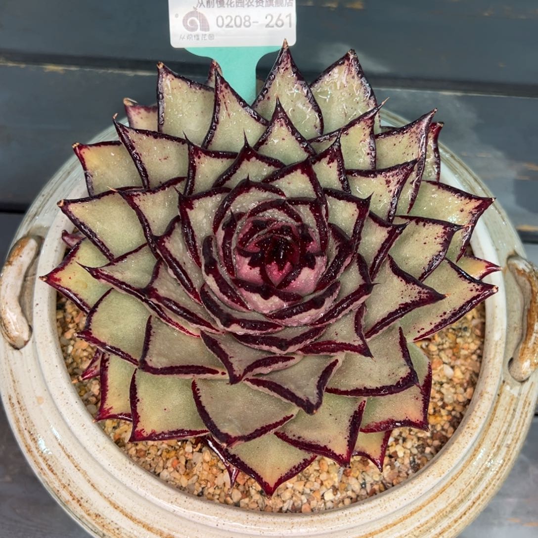 从前慢多肉精选编号0208.261