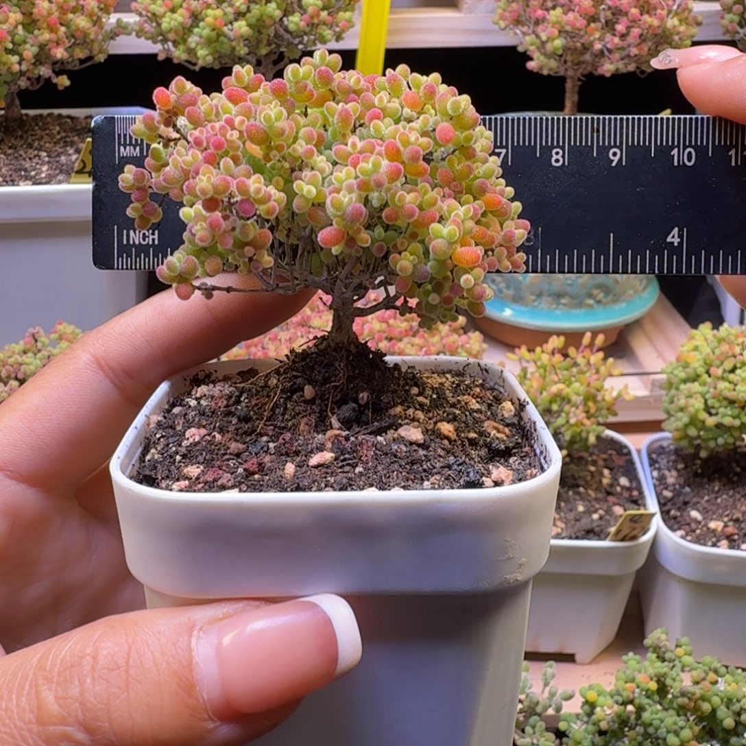 a367号蜜橘冠服7厘米左右