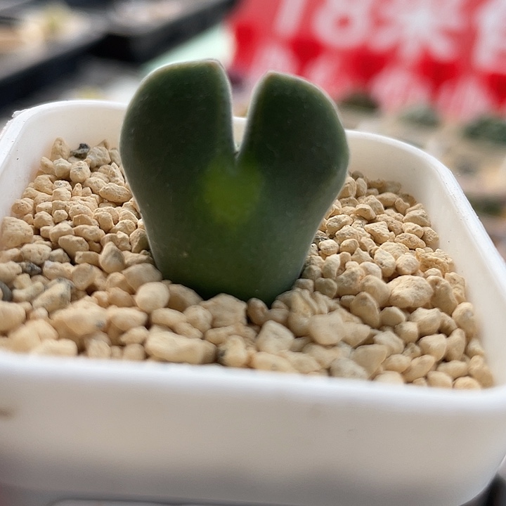 佳人园艺多肉生石花空蝉150