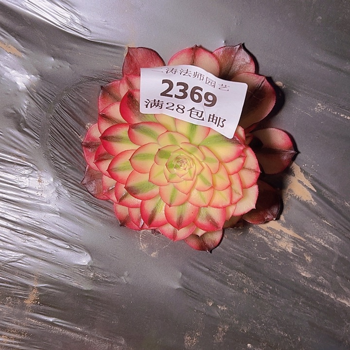 ?**乐2369荔枝多肉植物2号
