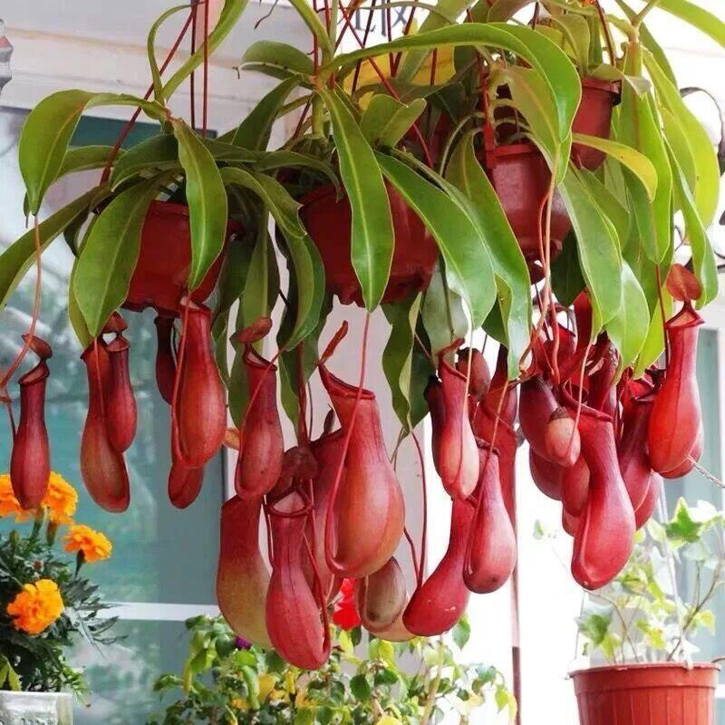 猪笼草捕蝇草食虫植物室内家庭趣味盆栽绿植花卉