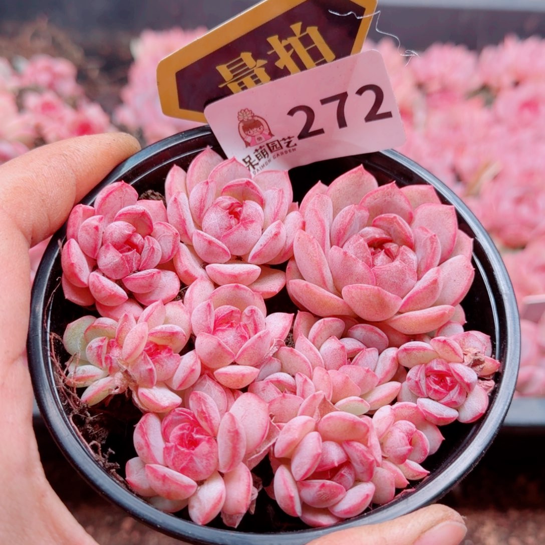 多肉植物多肉植物