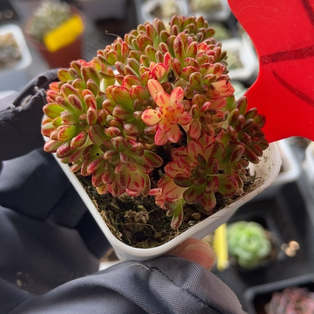 730小人祭锦多肉植物