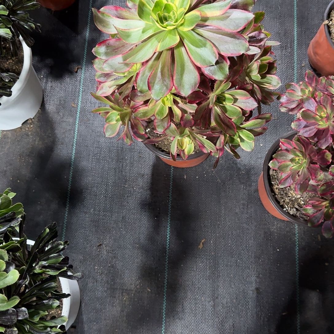 素***雅红魔女000000000美美美