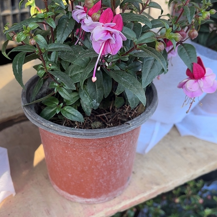 全部花苞浅紫色倒挂金钟重瓣