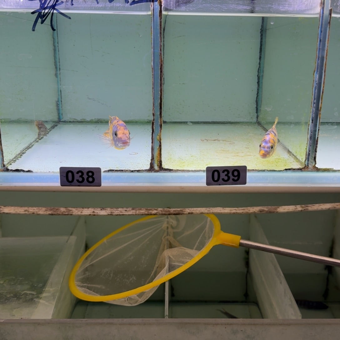 聚***館慈鲷鱼38号mbj 斑马mc39号黎明mc