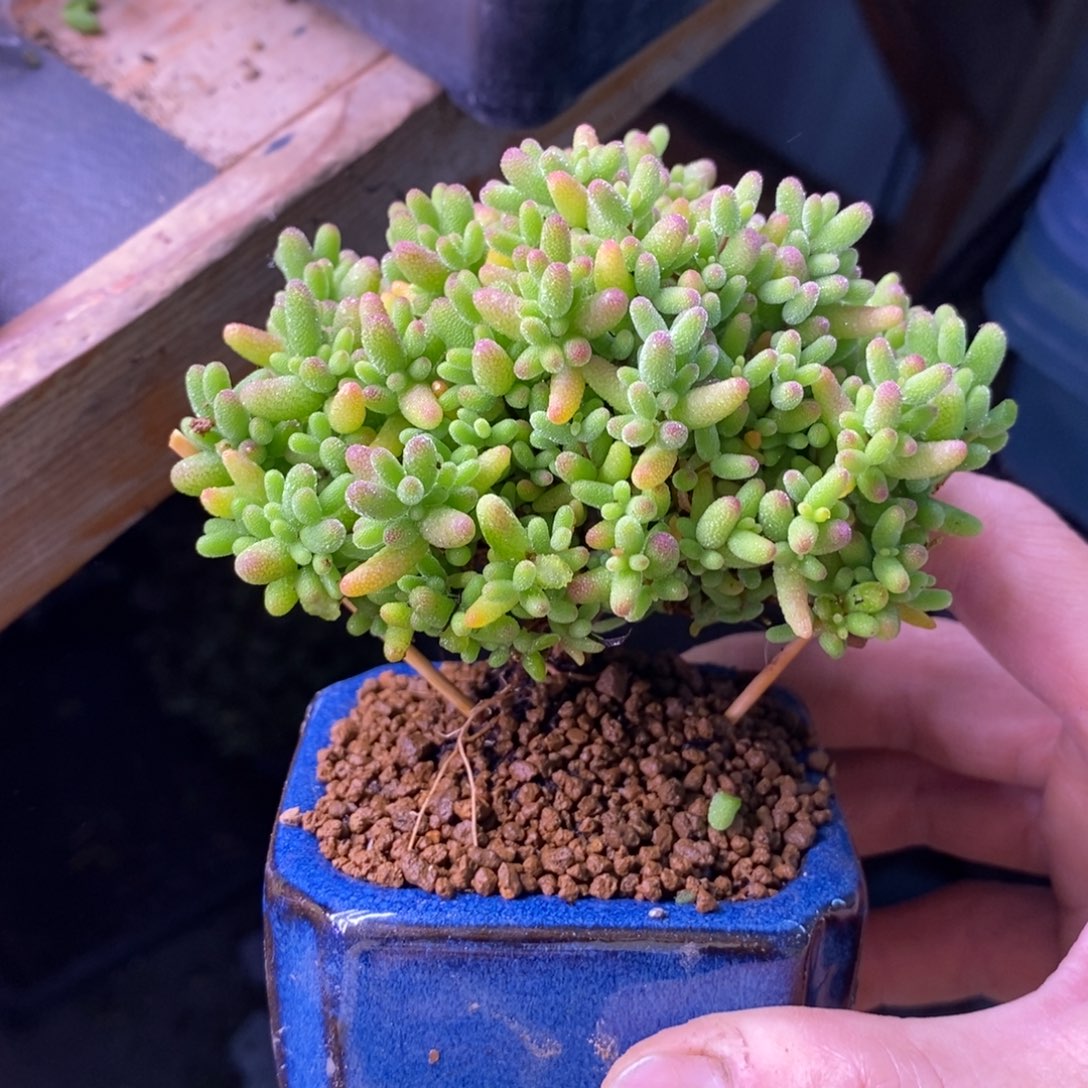 66蜜橘糖球带盆。  