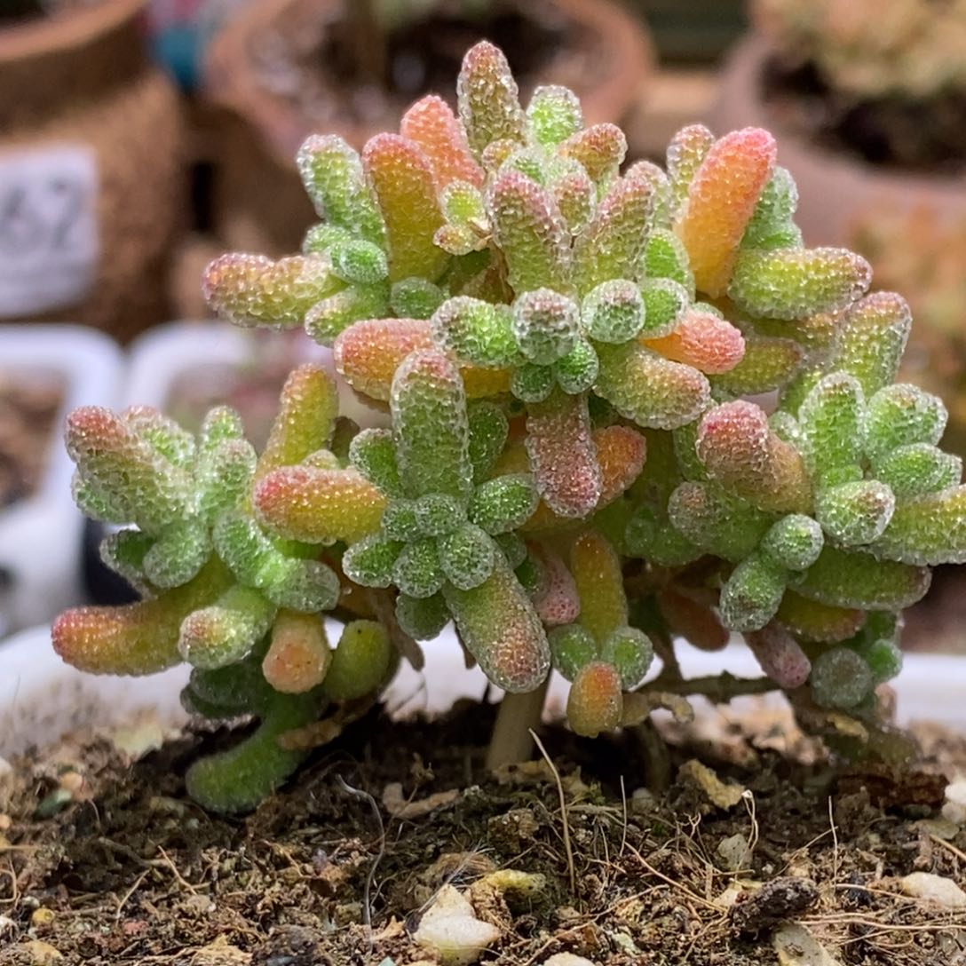 冰晶枝干番杏A135特特