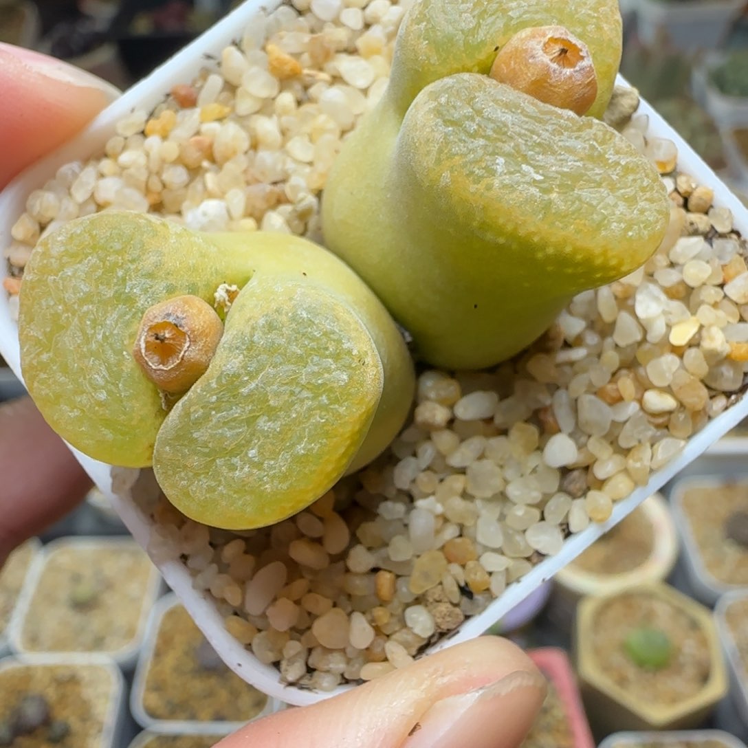 多肉植物双体大蛋糕108号