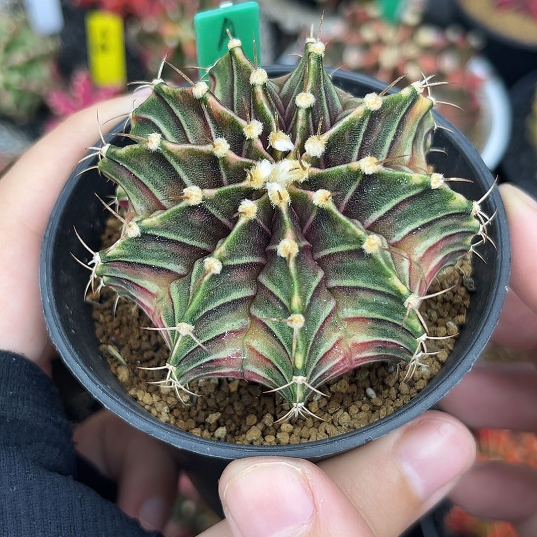 泰系实生乌贼肋骨锦A52