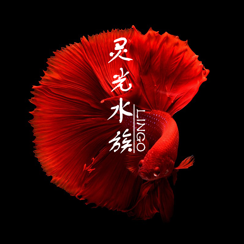 精品泰国斗鱼一条公母随机发货