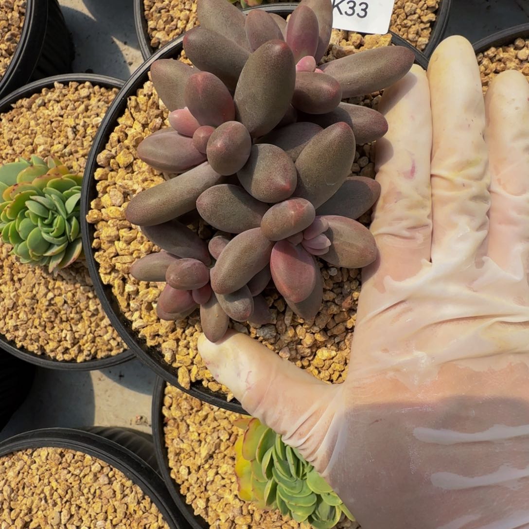 ?***糕k k k k k k k k 33