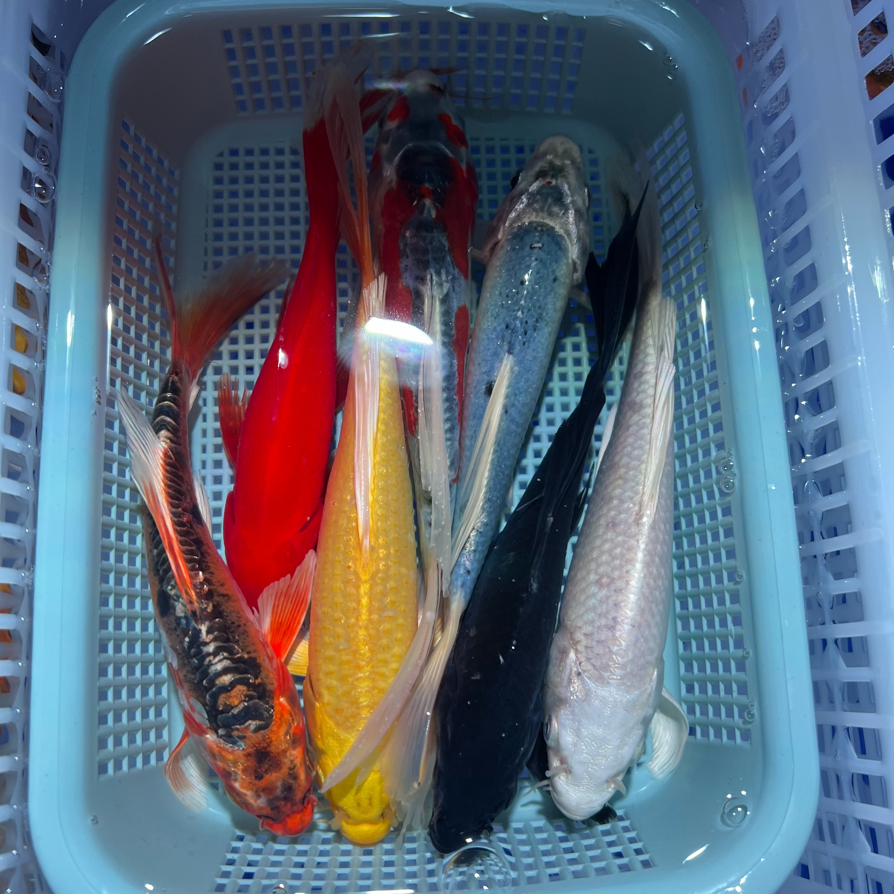 1红草1白1黄1黑2德系1松叶共7条【12-14厘米】