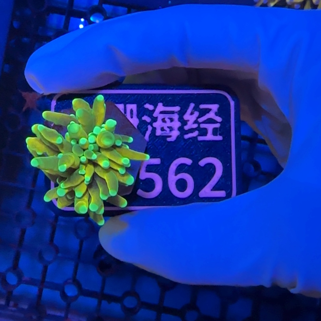 O***e纽扣珊瑚又又不包邮龙魂金D562
