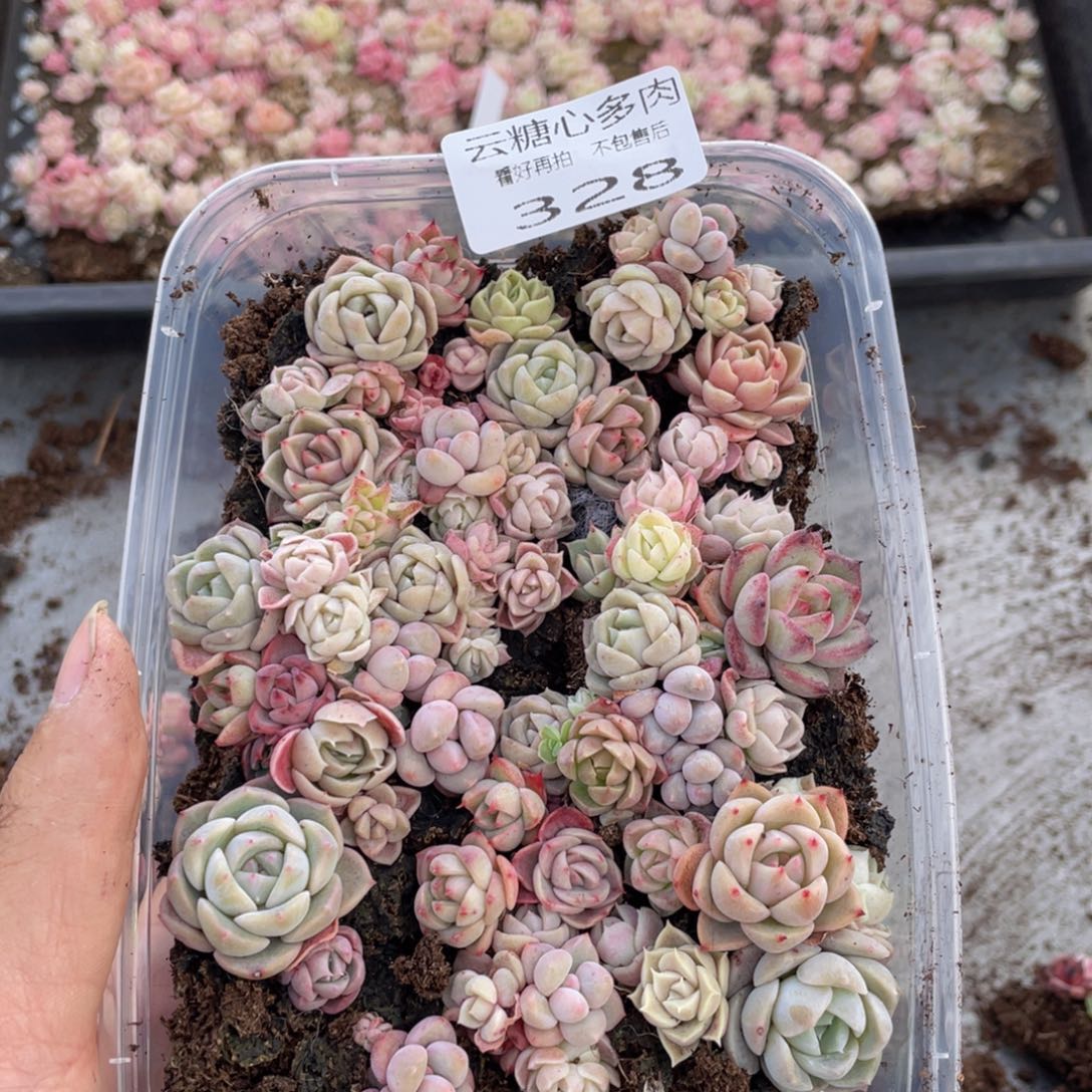 云糖心多肉植物328