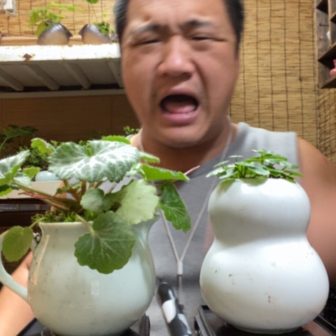 红陶一物一拍所见即所得71