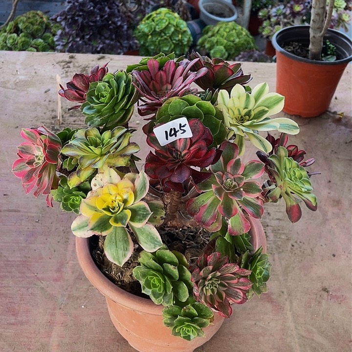 淡***…架接法师一个145号