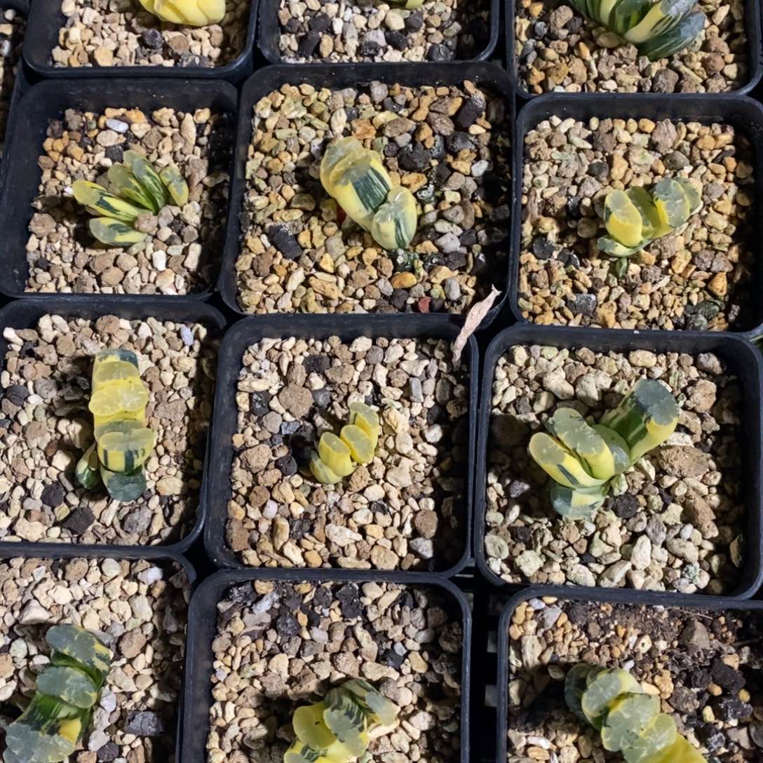 一颗玉扇锦 开播福利