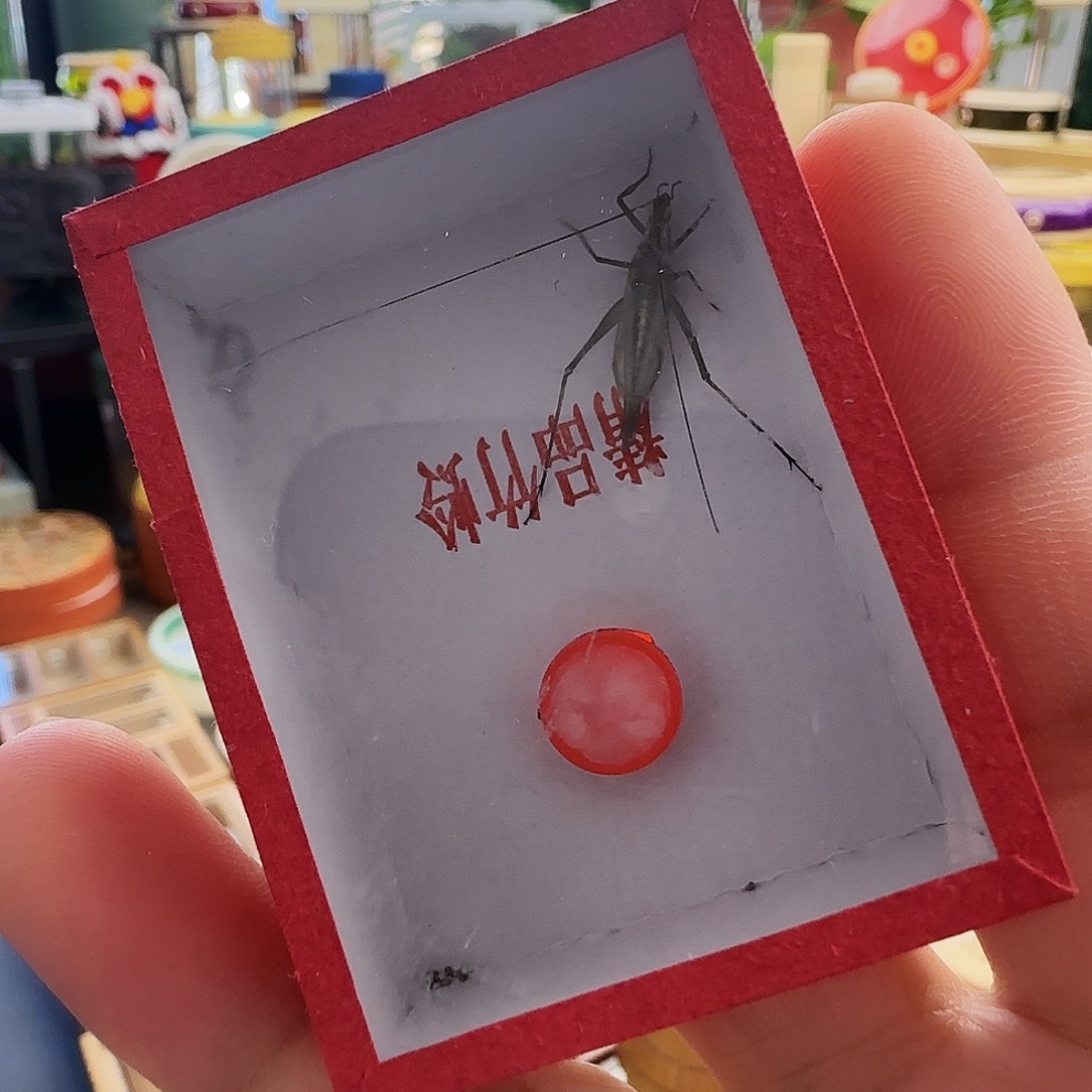 持***恒紫竹2只人工连口6666666