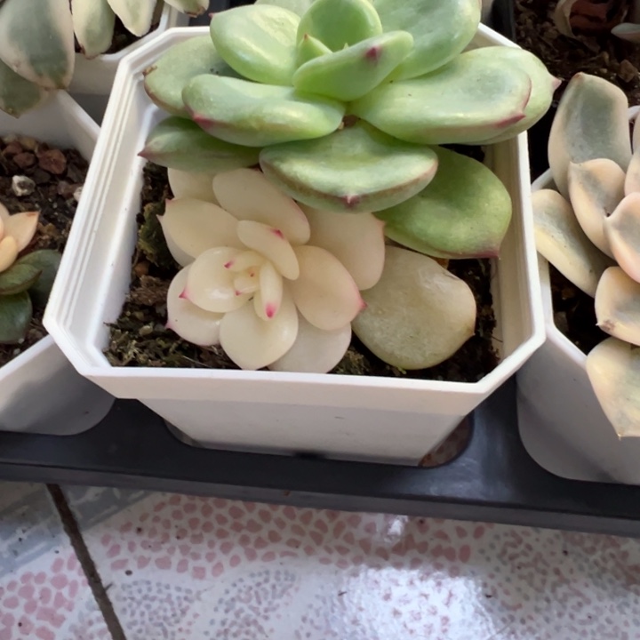 三文鱼锦锦多肉植物1247