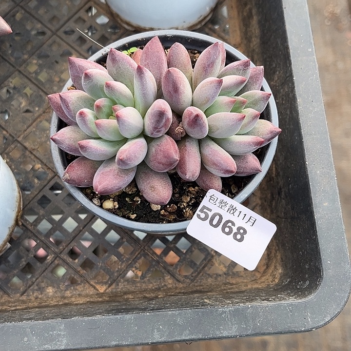 阿雅园艺。      5068虞美人