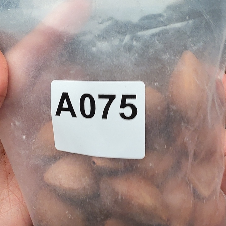 天***@橄榄核手串/手链橄榄