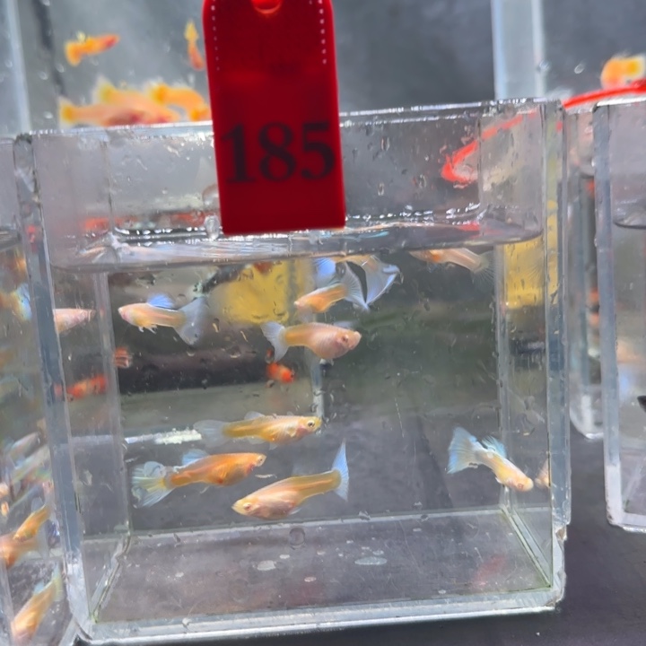 孔雀鱼185号10条