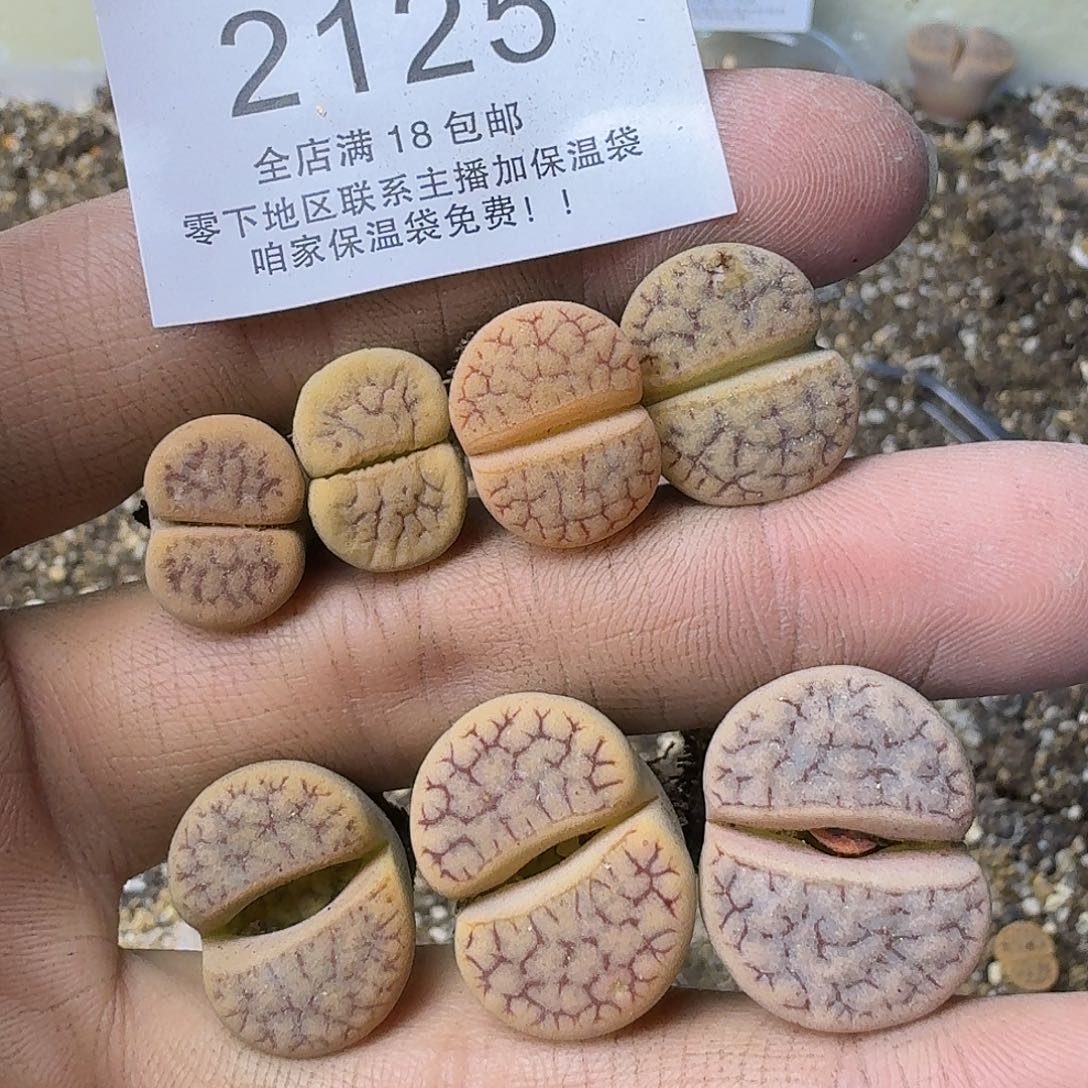 2125 哈哈哈哈哈哈哈哈哈