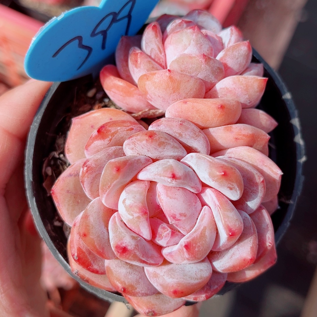 399号小老桩韩橙双头