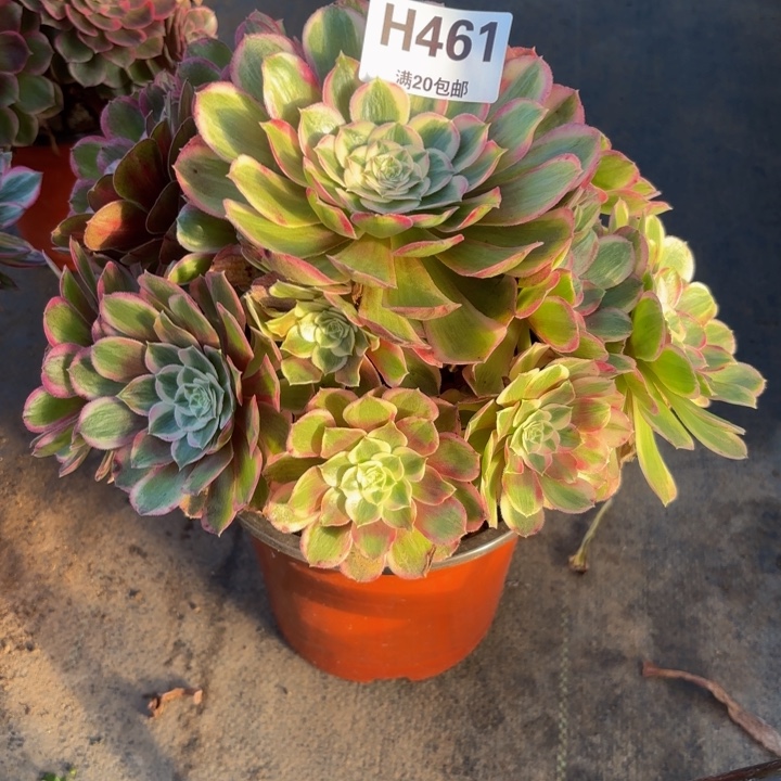 瑞妈，，，，。。461。孔雀翎，