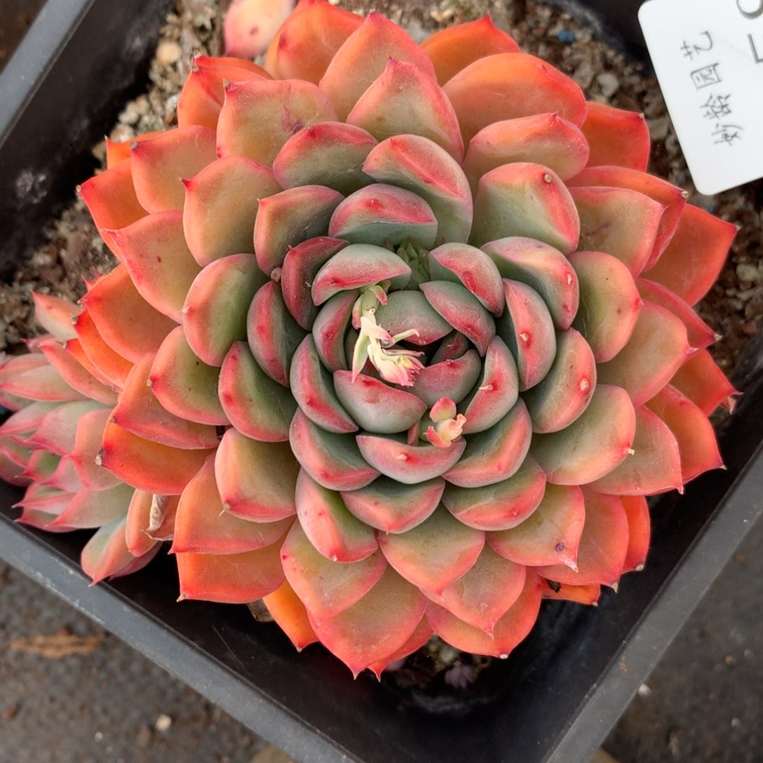 6359杂交多肉植物