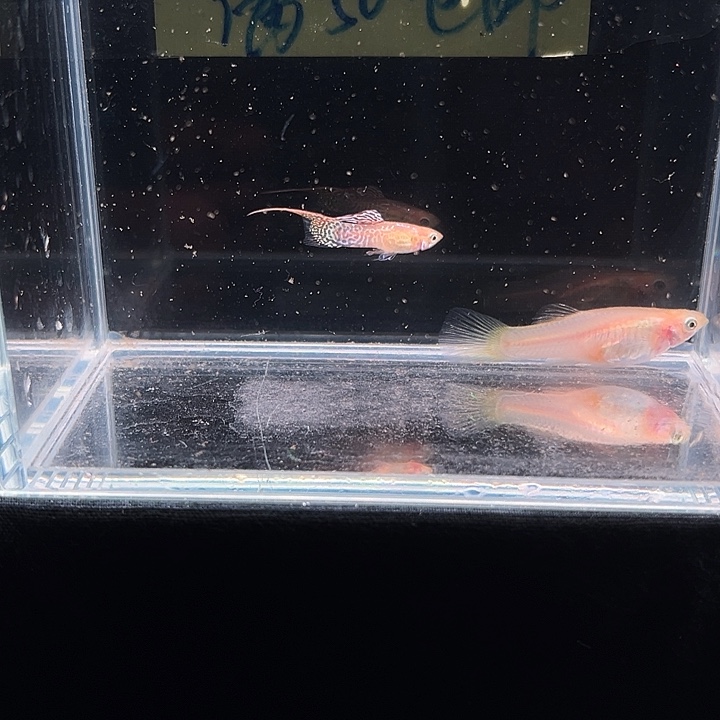 孔雀鱼黄蕾丝顶剑