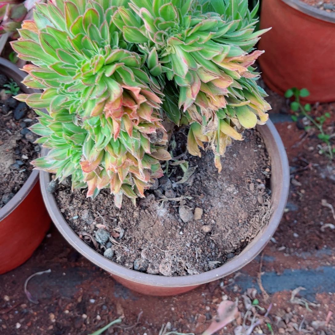 多肉植物975碧螺春