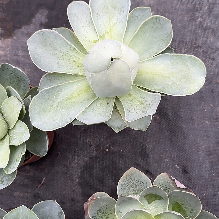 小***O山地玫瑰一物一拍，脱土发10号，不包断侧芽