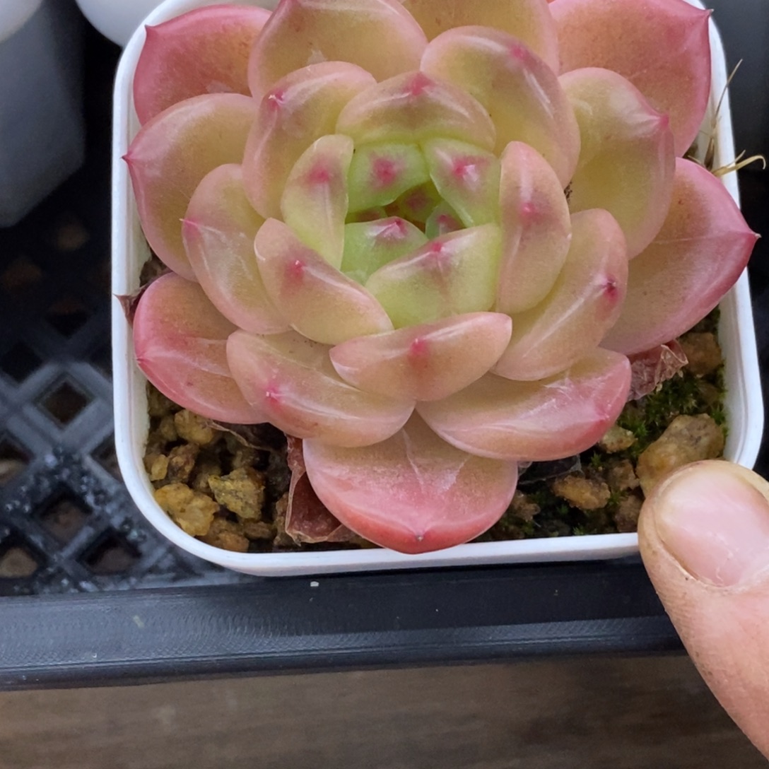 精品多肉一物一拍不包整156