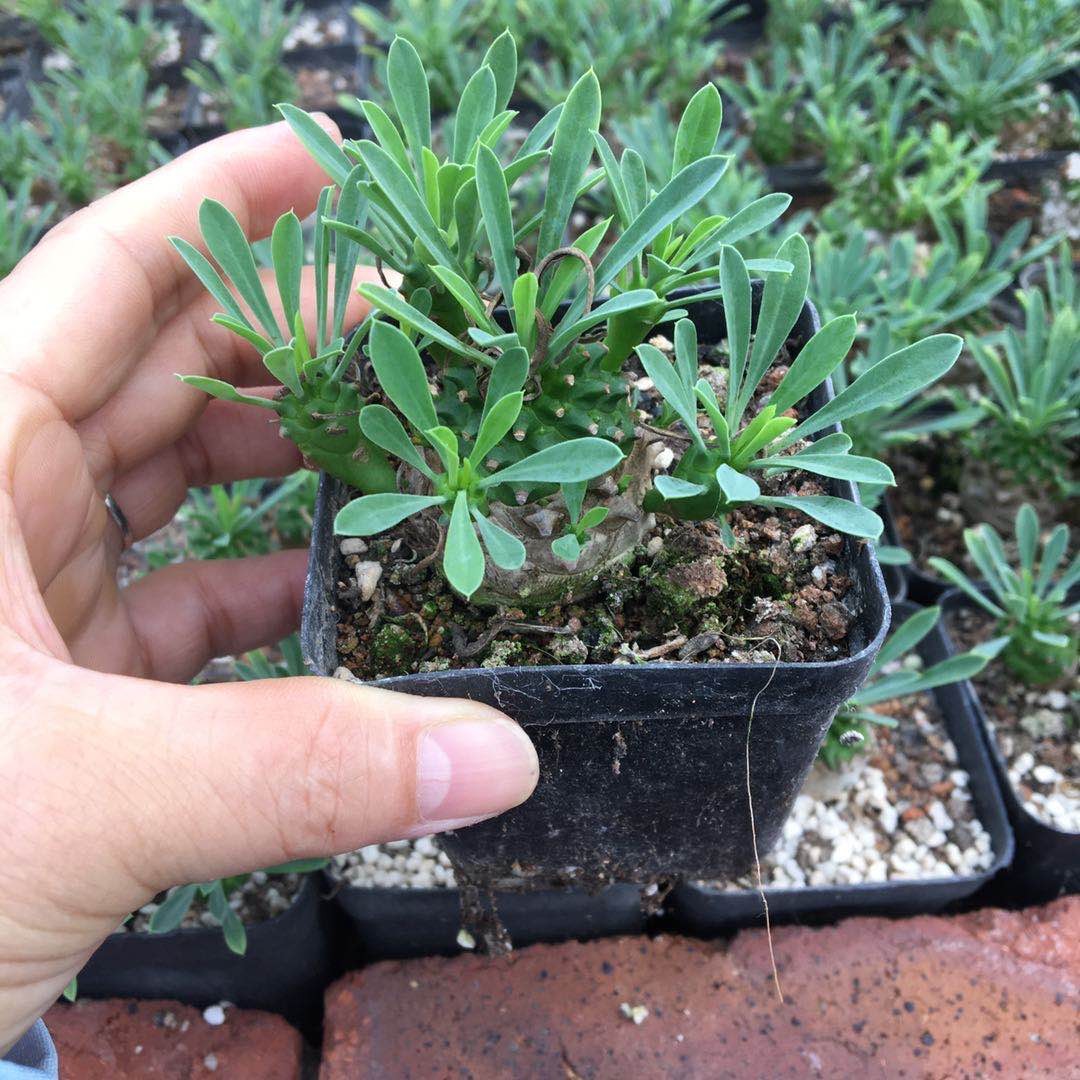 峨眉山粉丝专属，大头峨眉山