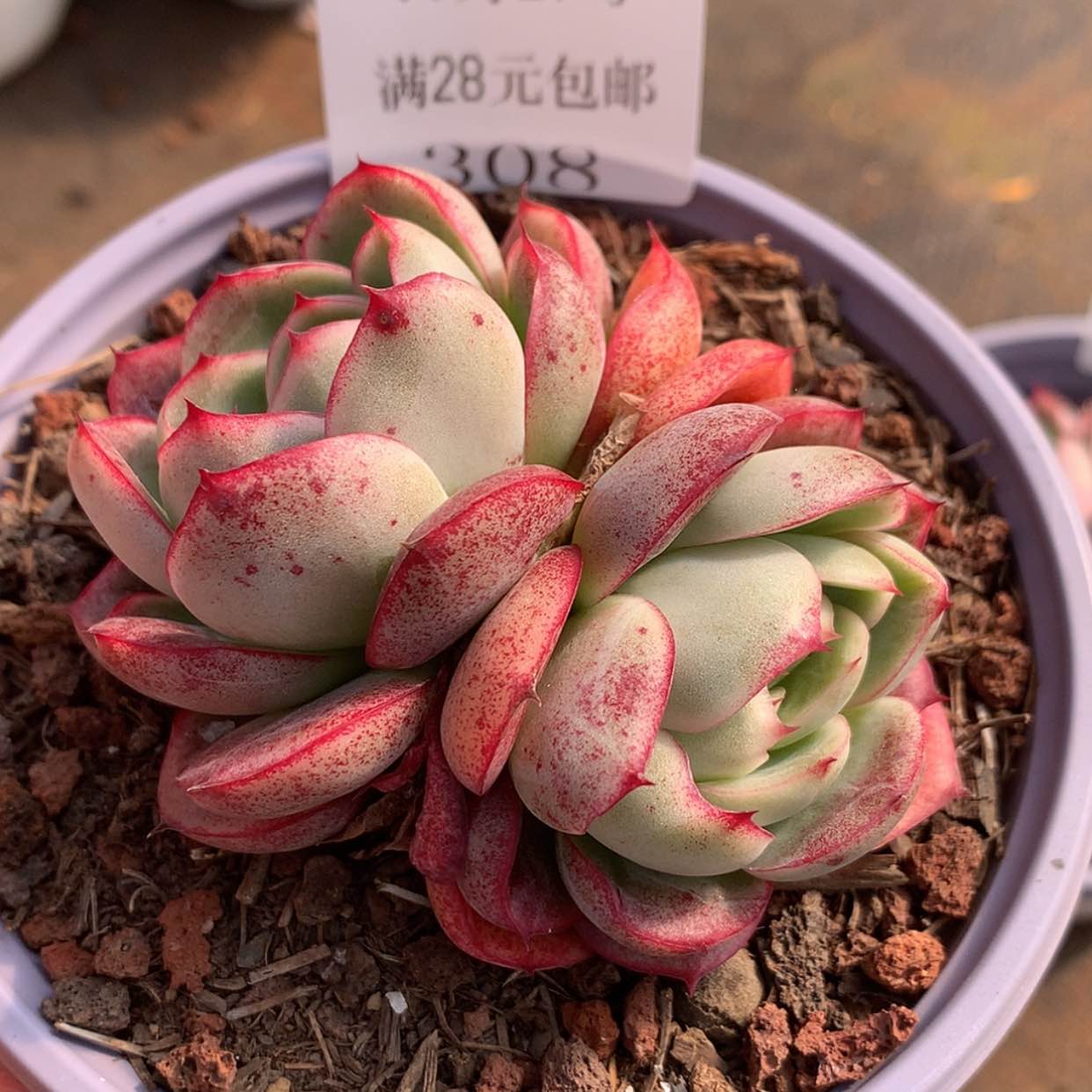 【闪购商品】云308号