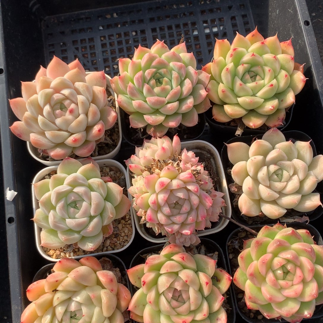 1208-20 麦秆套餐