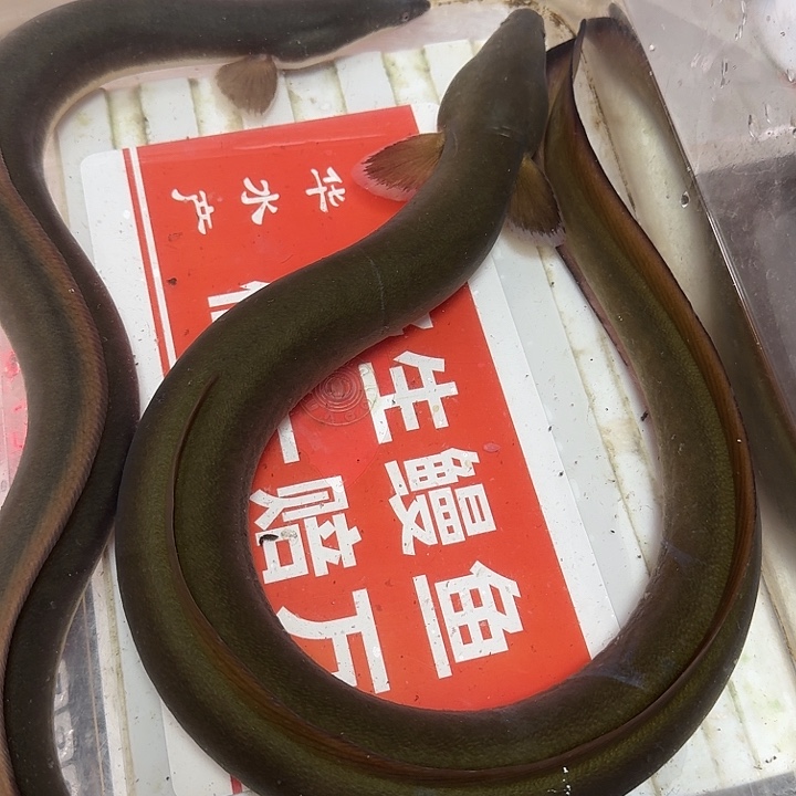 野生鳗鱼包活到家