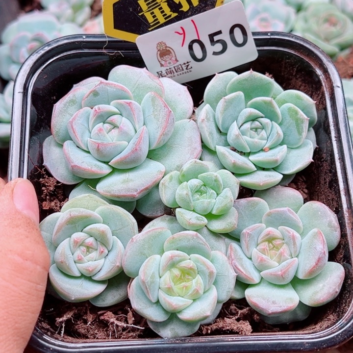 多肉植物多肉植物