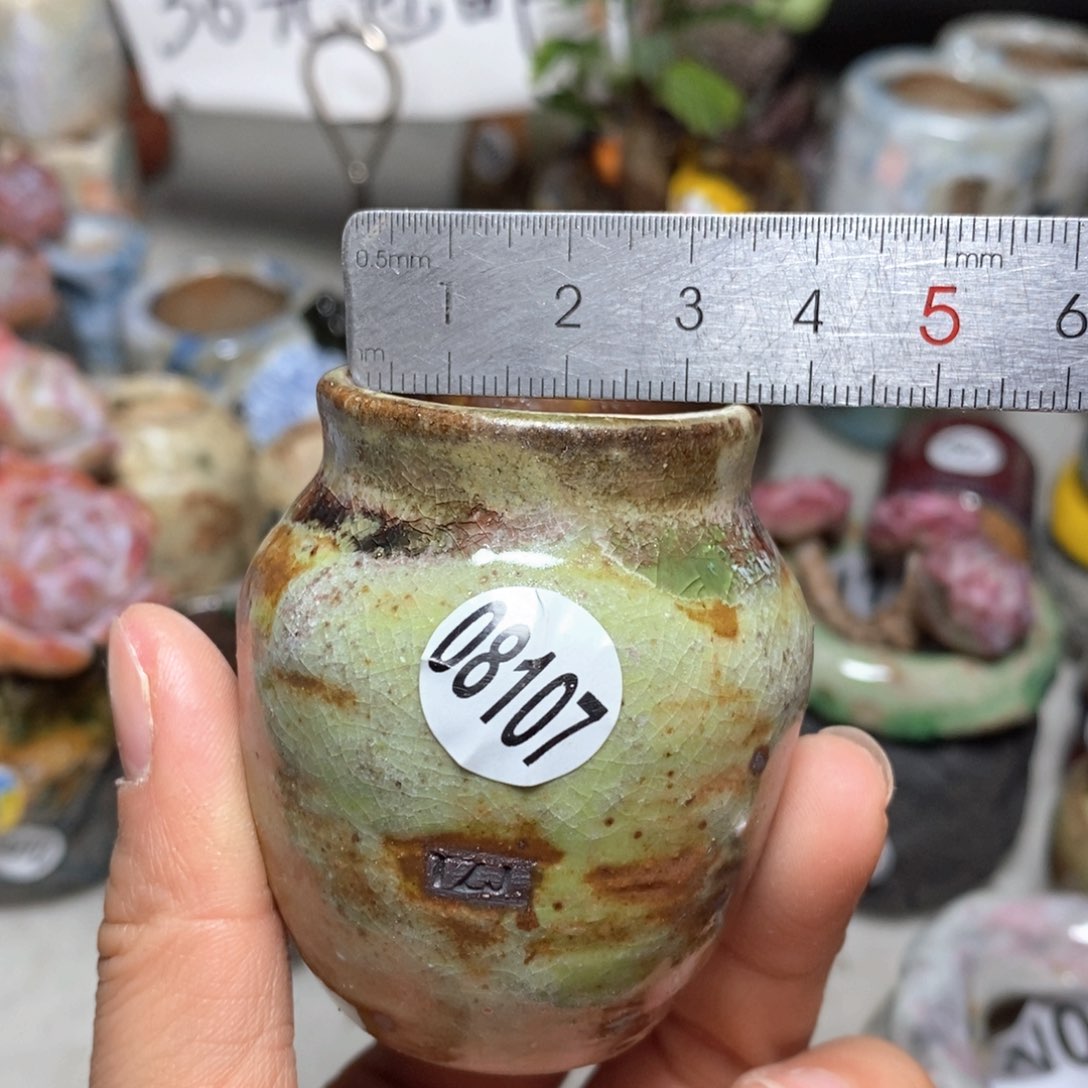 花盆拍5送一个小礼物