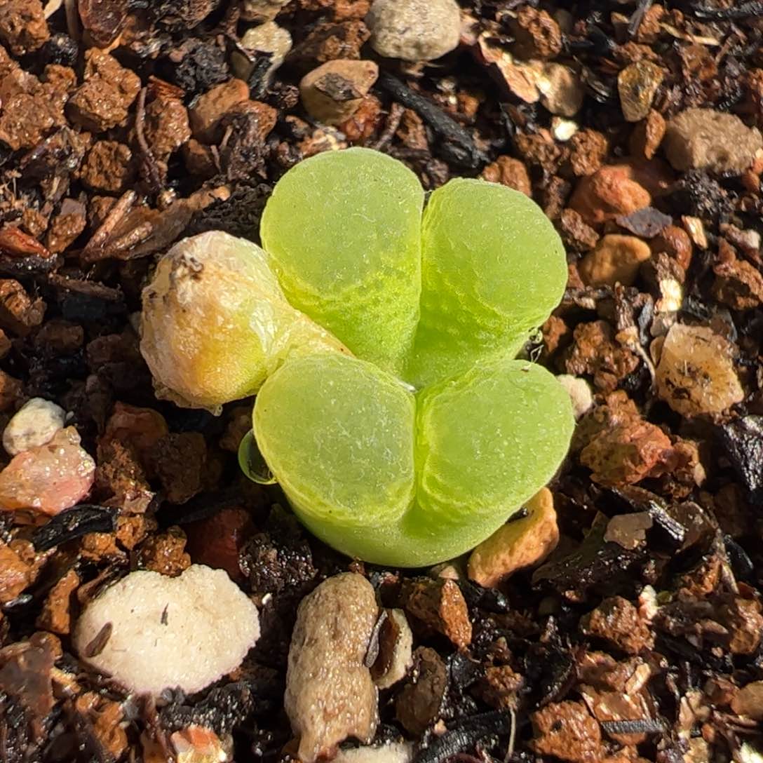 084多肉植物组合